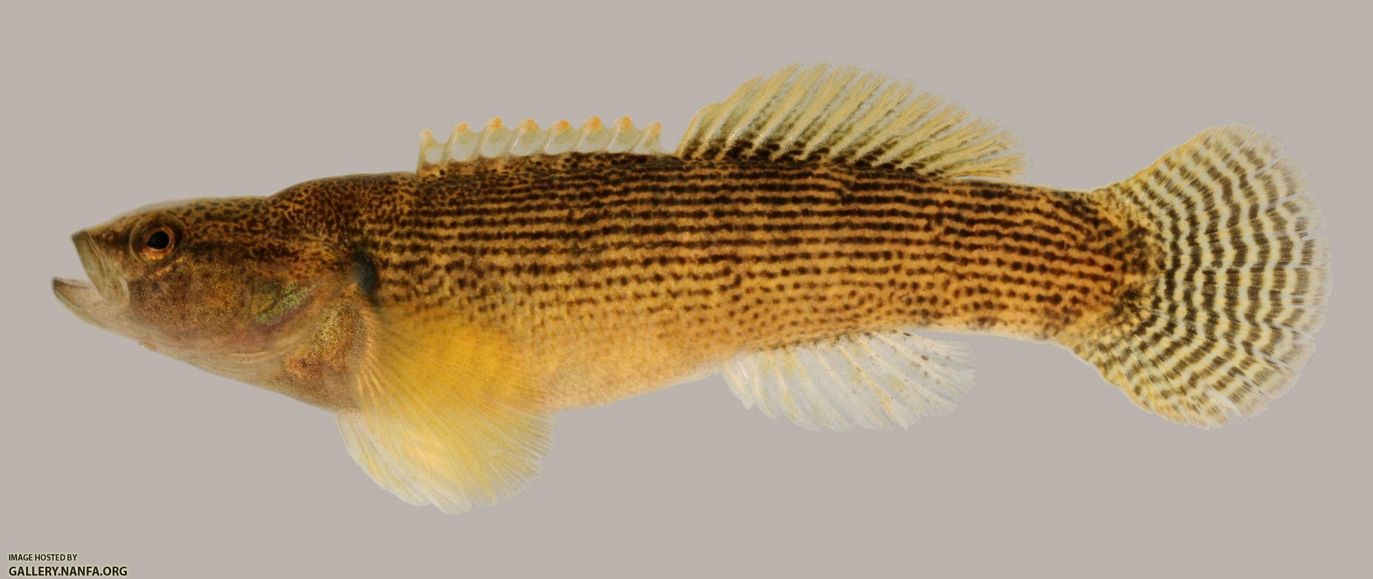 Etheostoma flabellare  Fantail Darter 2000