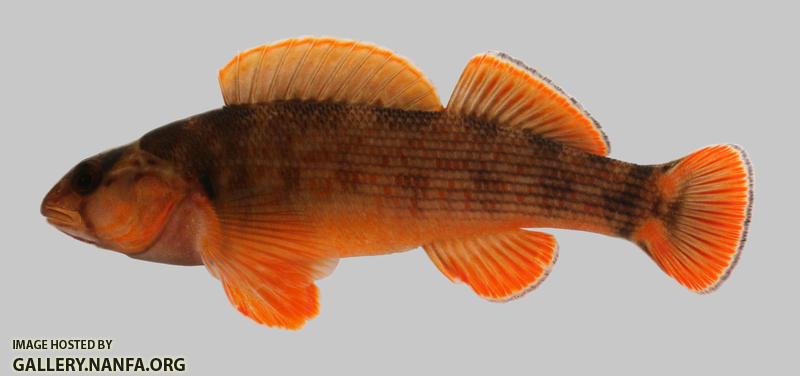 Etheostoma bellum  Orangefin Darter 2000