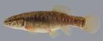 Umbra limi  Central Mudminnow female 2000