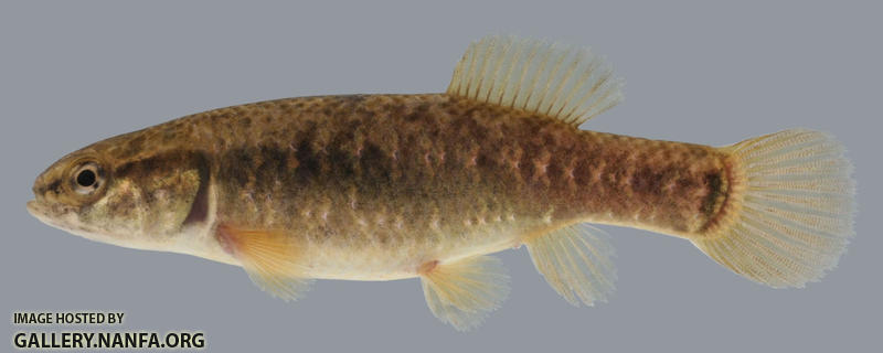Umbra limi  Central Mudminnow female 2000