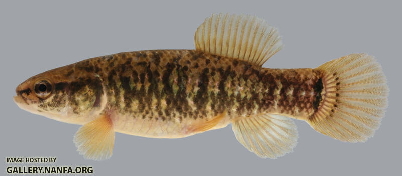 Umbra limi Central Mudminnow male 2000