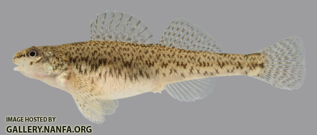 Etheostoma nigrum  Johnny Darter female 2000