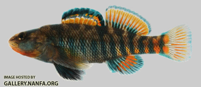Etheostoma caeruleum  Rainbow Darter male 2-2000