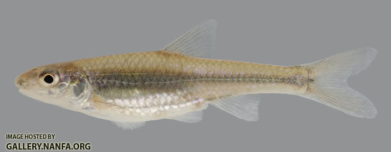 Notropis buccatus Silverjaw Minnow 2000