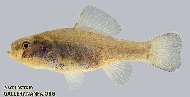 Aphredoderus sayanus Pirate Perch 2000