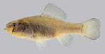 Aphredoderus sayanus Pirate Perch 2000