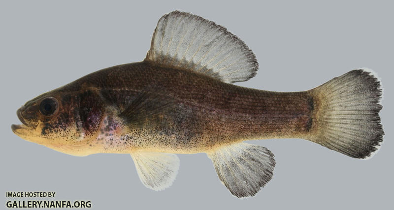 Aphredoderus sayanus  Pirate Perch 2000