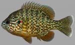 Lepomis gibbosus