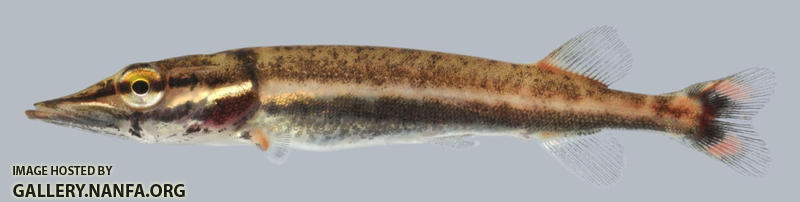 Esox americanus vermiculatus Grass Pickerel young 2000