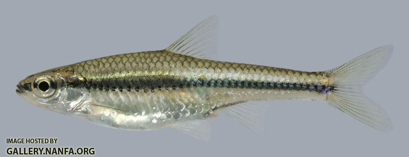 Notropis heterodon Blackchin Shiner 2000