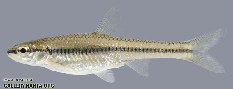 Notropis heterolepis Blacknose Shiner 1-2000