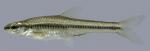 Notropis heterolepis Blacknose Shiner 2000