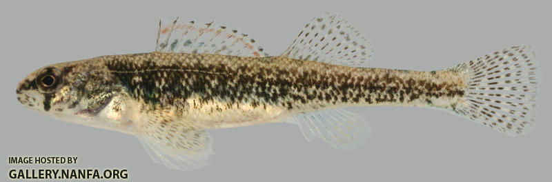 Etheostoma exile Iowa Darter Female 2000