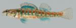 Etheostoma exile Iowa Darter Male 2000