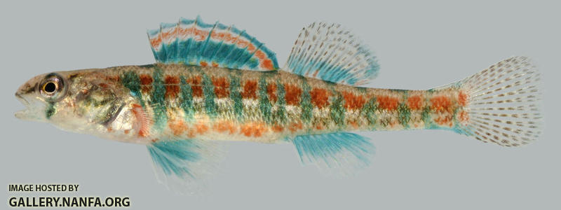 Etheostoma exile Iowa Darter Male 2000