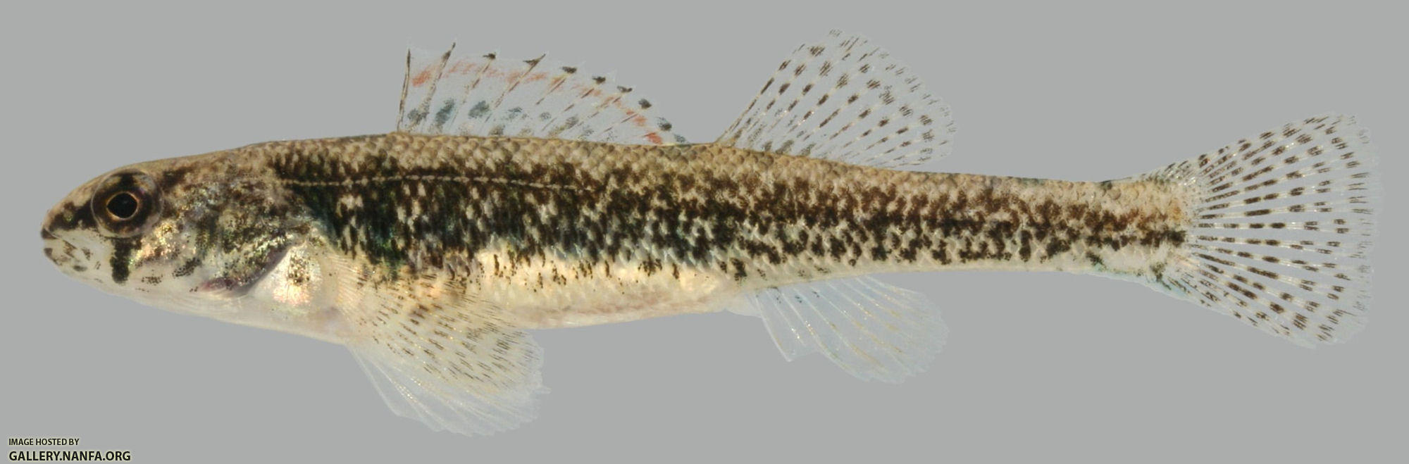 Etheostoma exile Iowa Darter Female 2000