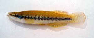Blackstripe Topminnow