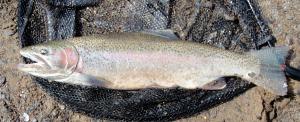 Coastal Rainbow Trout