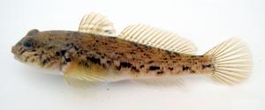 Round Goby