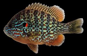 Lepomis gibbosus