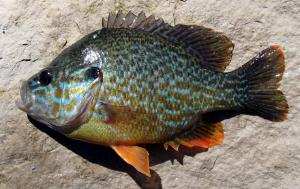 Lepomis gibbosus x Lepomis cyanellus