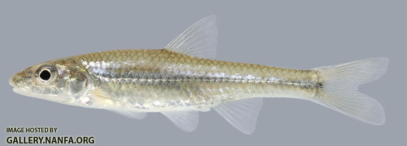 Notropis buccatus. Silverjaw Minnow 2000