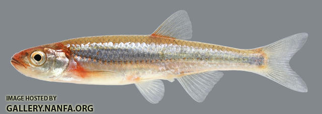 Notropis rubellus Rosyface Shiner 2000