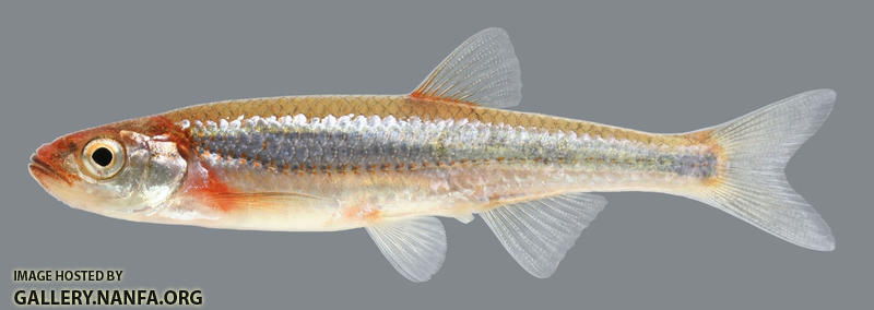 Notropis rubellus Rosyface Shiner 2000