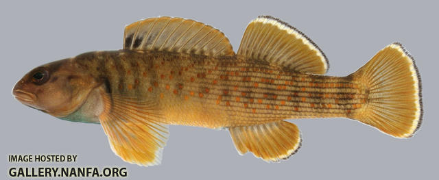 Etheostoma camurum  Bluebreast Darter male 2000