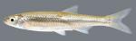 Notropis atherinoides Emerald Shiner 2000