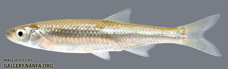 Notropis atherinoides Emerald Shiner 2000