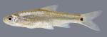 Notropis hudsonius Spottail Shiner 2000