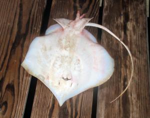 Atlantic Stingray