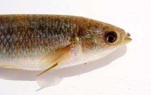Mummichog