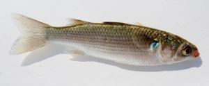 White Mullet