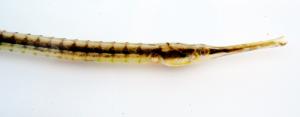 Chain Pipefish