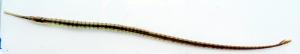 Chain Pipefish