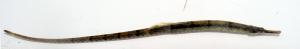 Northern Pipefish