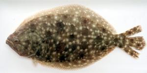 Summer Flounder