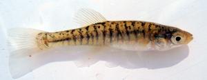 Western Banded Killifish