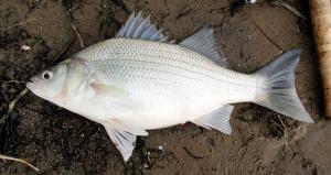 White Bass