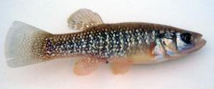 Gulf Killifish