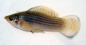 Sailfin Molly