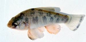 Sheepshead Minnow