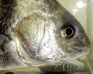 Black Drum