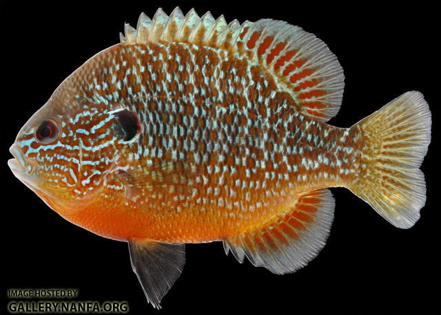 Lepomis peltastes