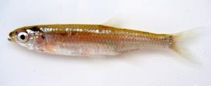 Emerald Shiner