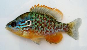 Orangespotted Sunfish