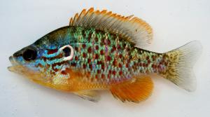 Orangespotted Sunfish