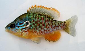 Orangespotted Sunfish